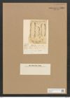 Amphora sp. (de-Toni-Nr.: Genus 36) Zeichnungen Sammlung Grunow Nr. 3249 (NHMW-BOT-W0370721)